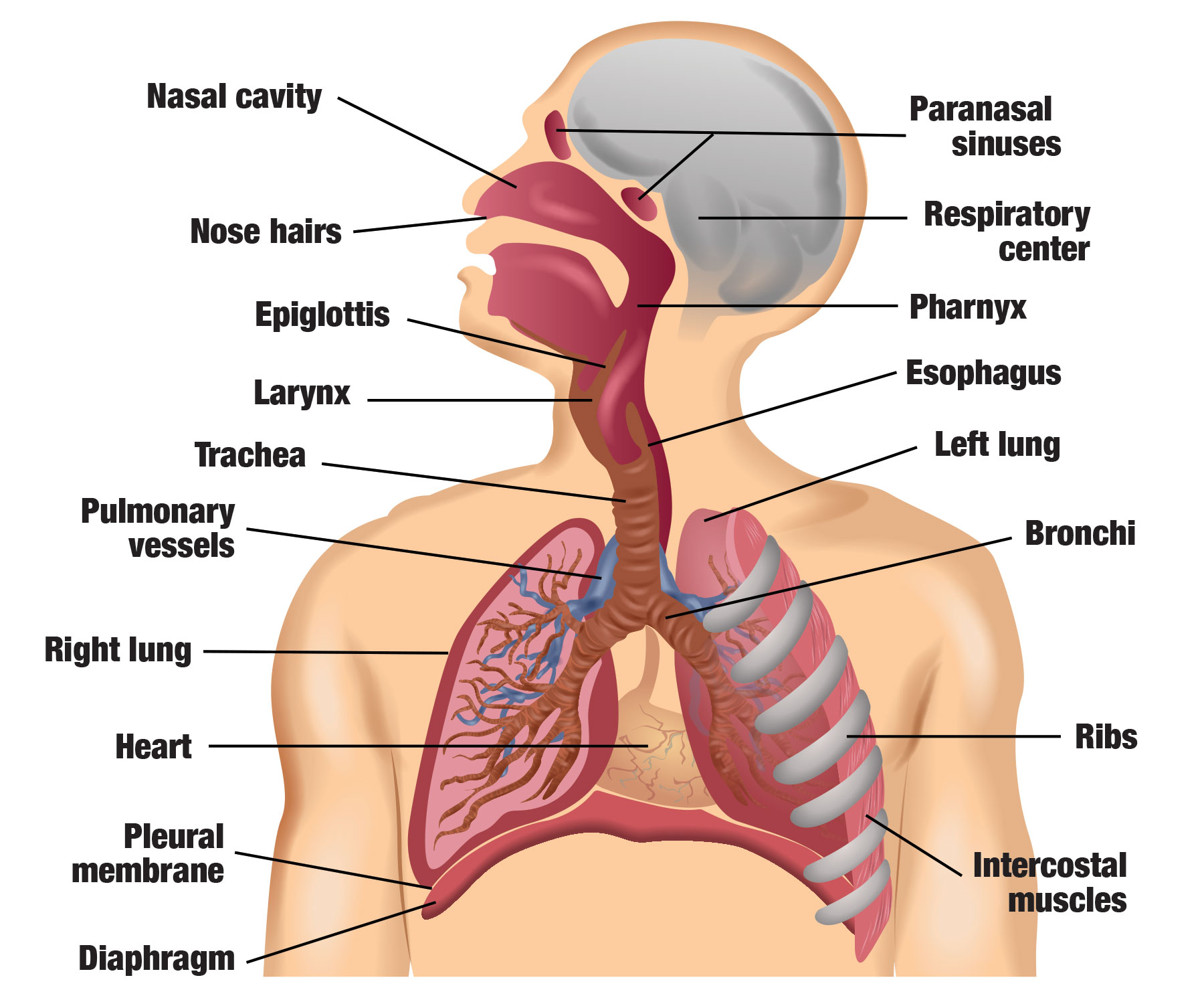 Detail Pics Of The Respiratory System Nomer 10