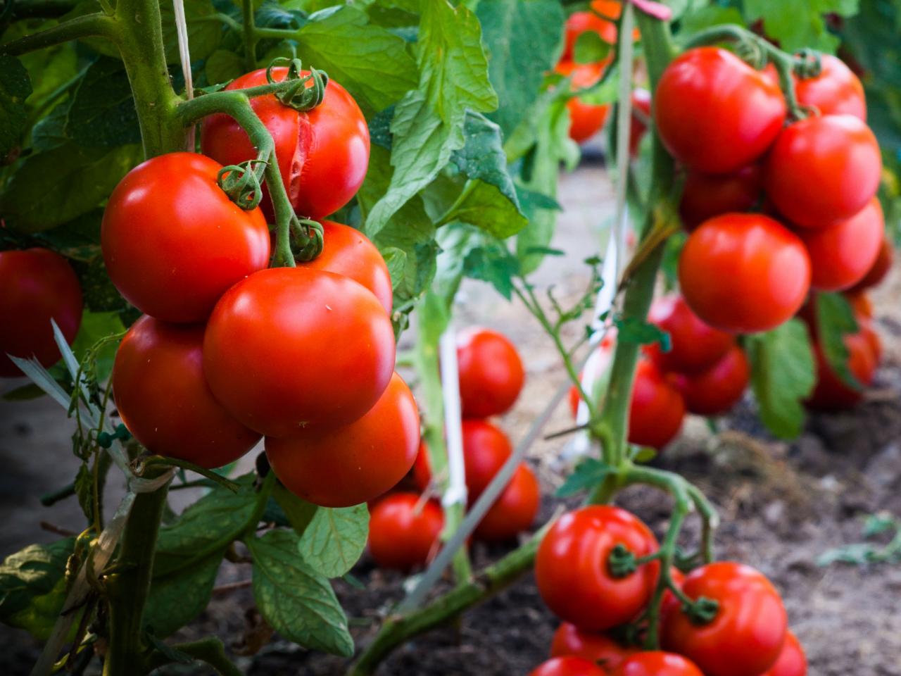 Detail Pics Of Tomato Nomer 39
