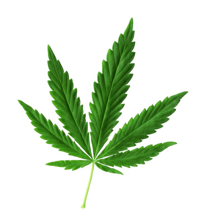 Detail Pics Of Weed Leaves Nomer 3