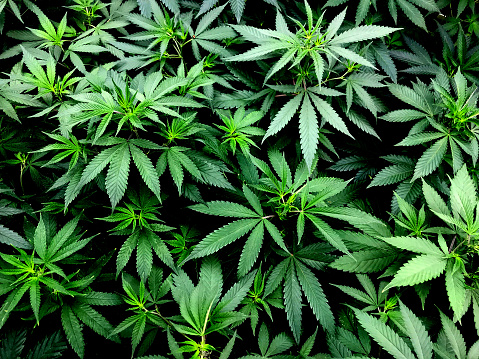 Detail Pics Of Weed Leaves Nomer 32