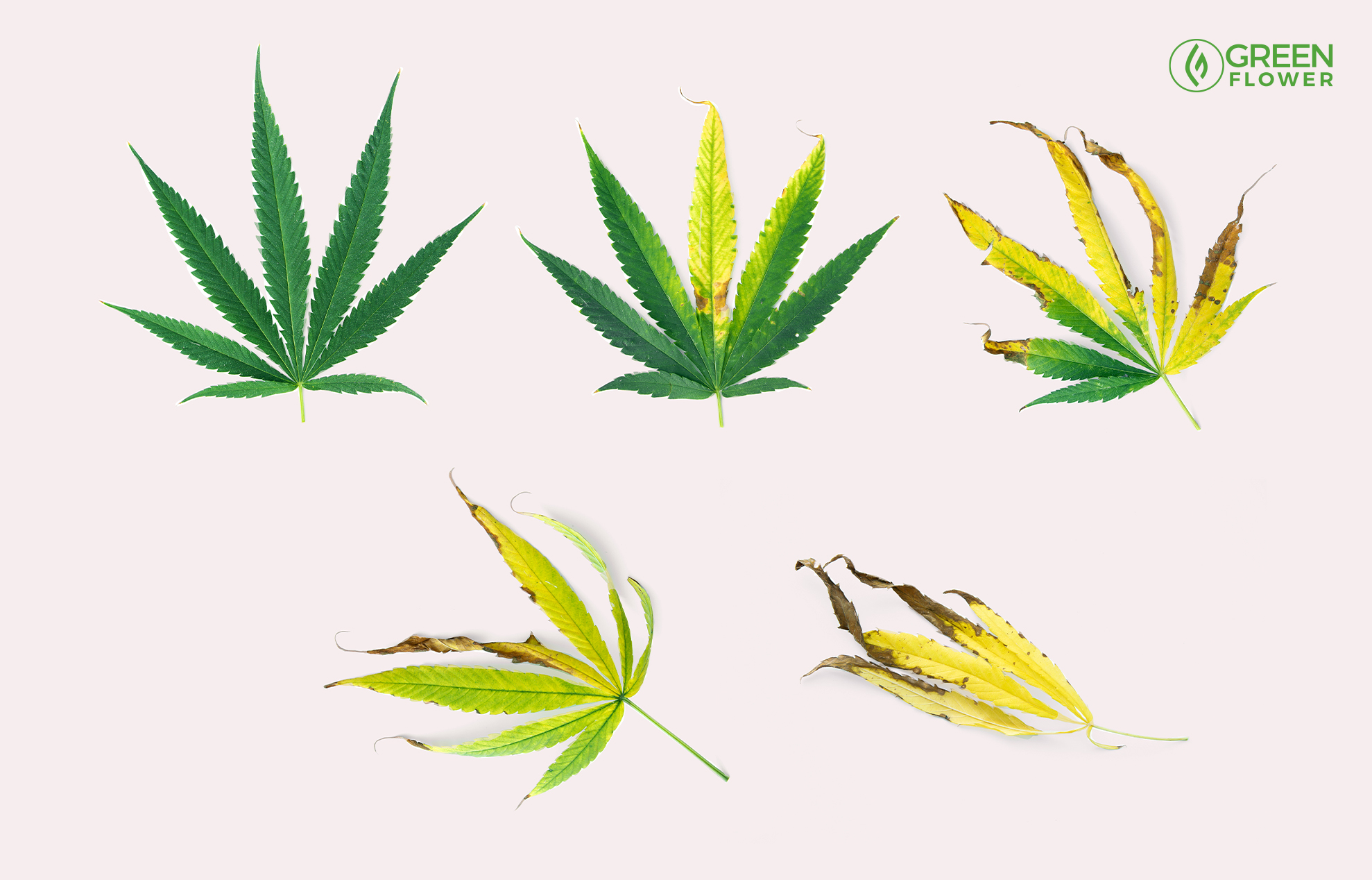 Detail Pics Of Weed Leaves Nomer 45