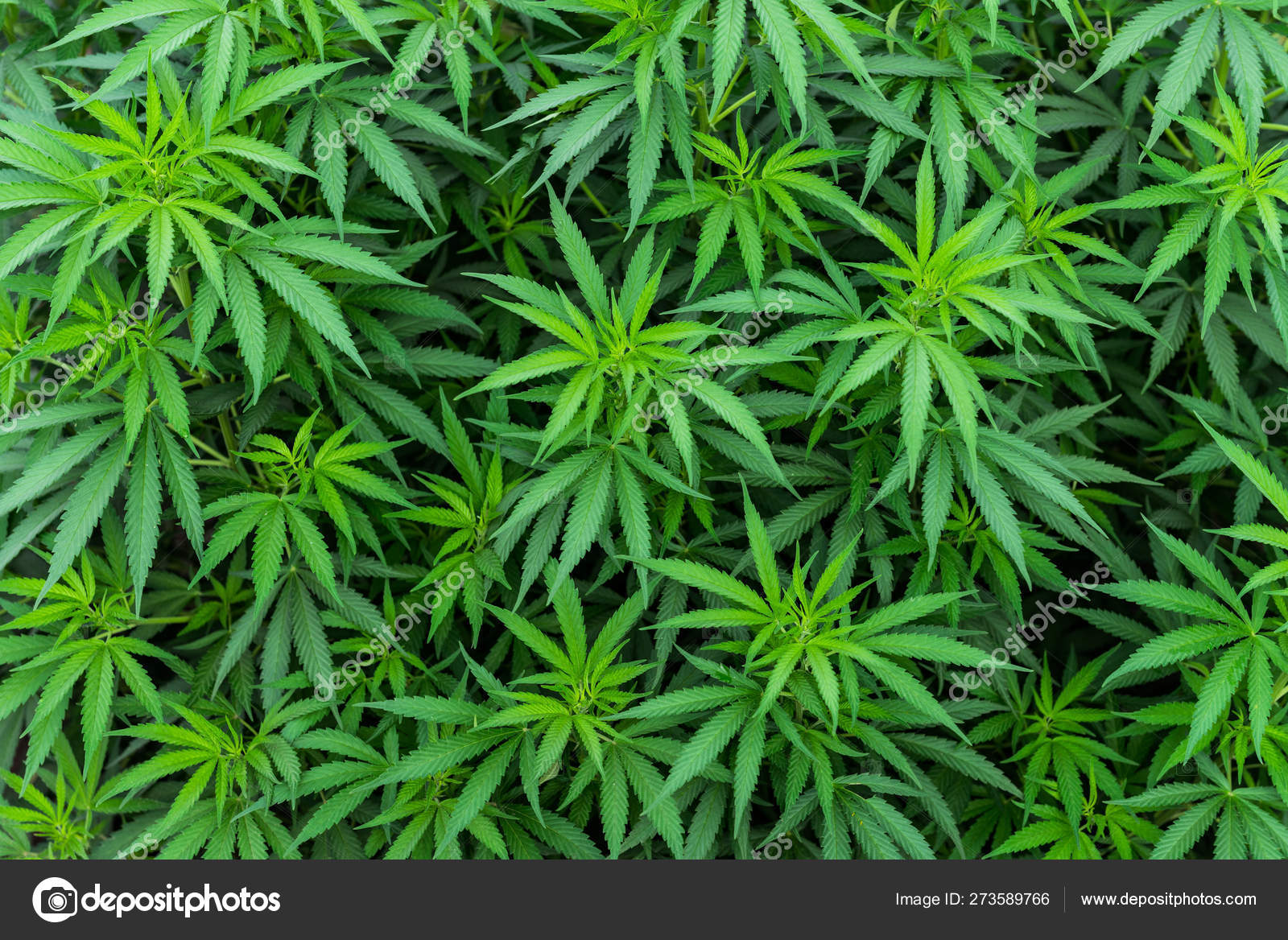 Detail Pics Of Weed Leaves Nomer 50