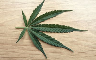 Detail Pics Of Weed Leaves Nomer 52