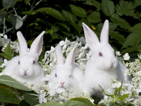 Detail Pics Of White Rabbits Nomer 12
