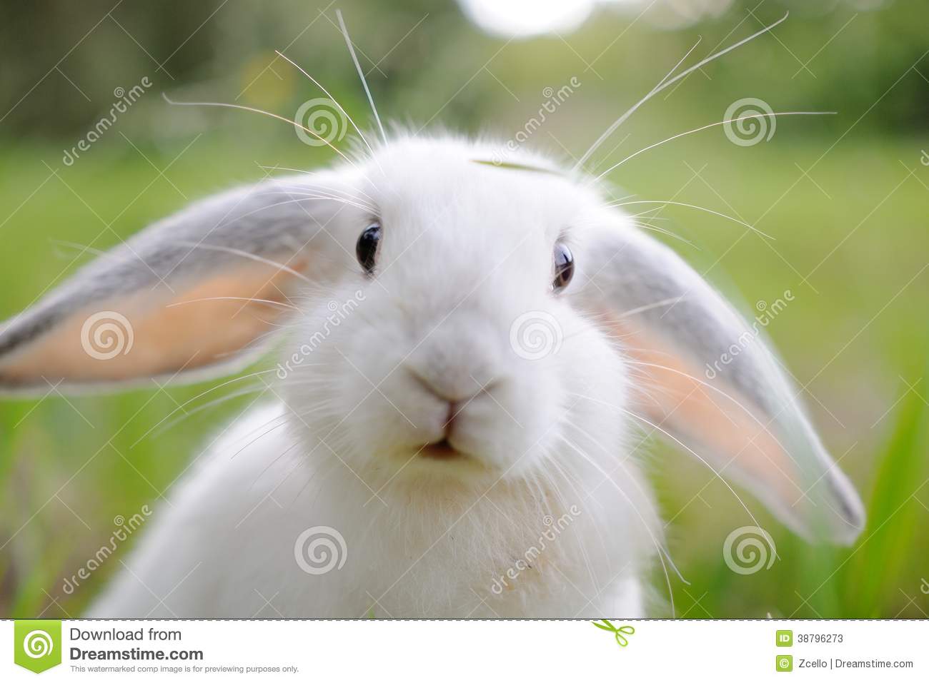 Detail Pics Of White Rabbits Nomer 42