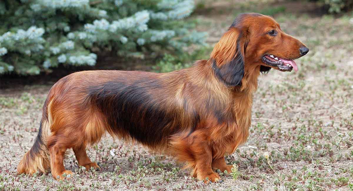 Detail Pics Of Wiener Dogs Nomer 17