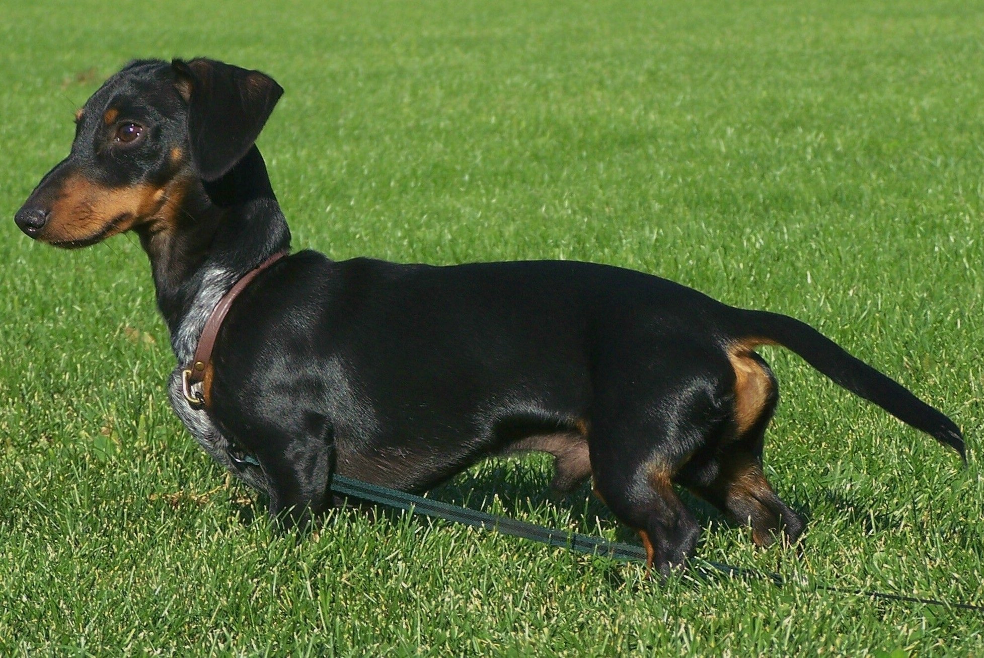 Detail Pics Of Wiener Dogs Nomer 40