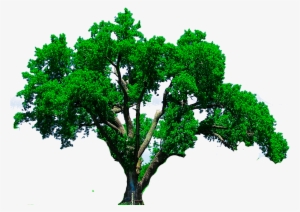 Detail Picsart Tree Nomer 58