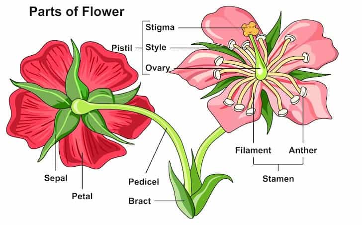 Detail Picture Flower Rose Nomer 33