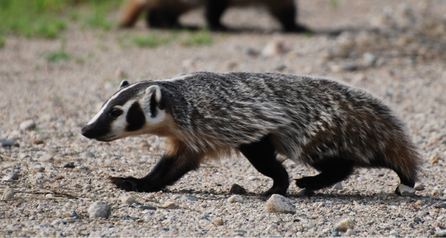 Detail Picture Of A Badger Nomer 13