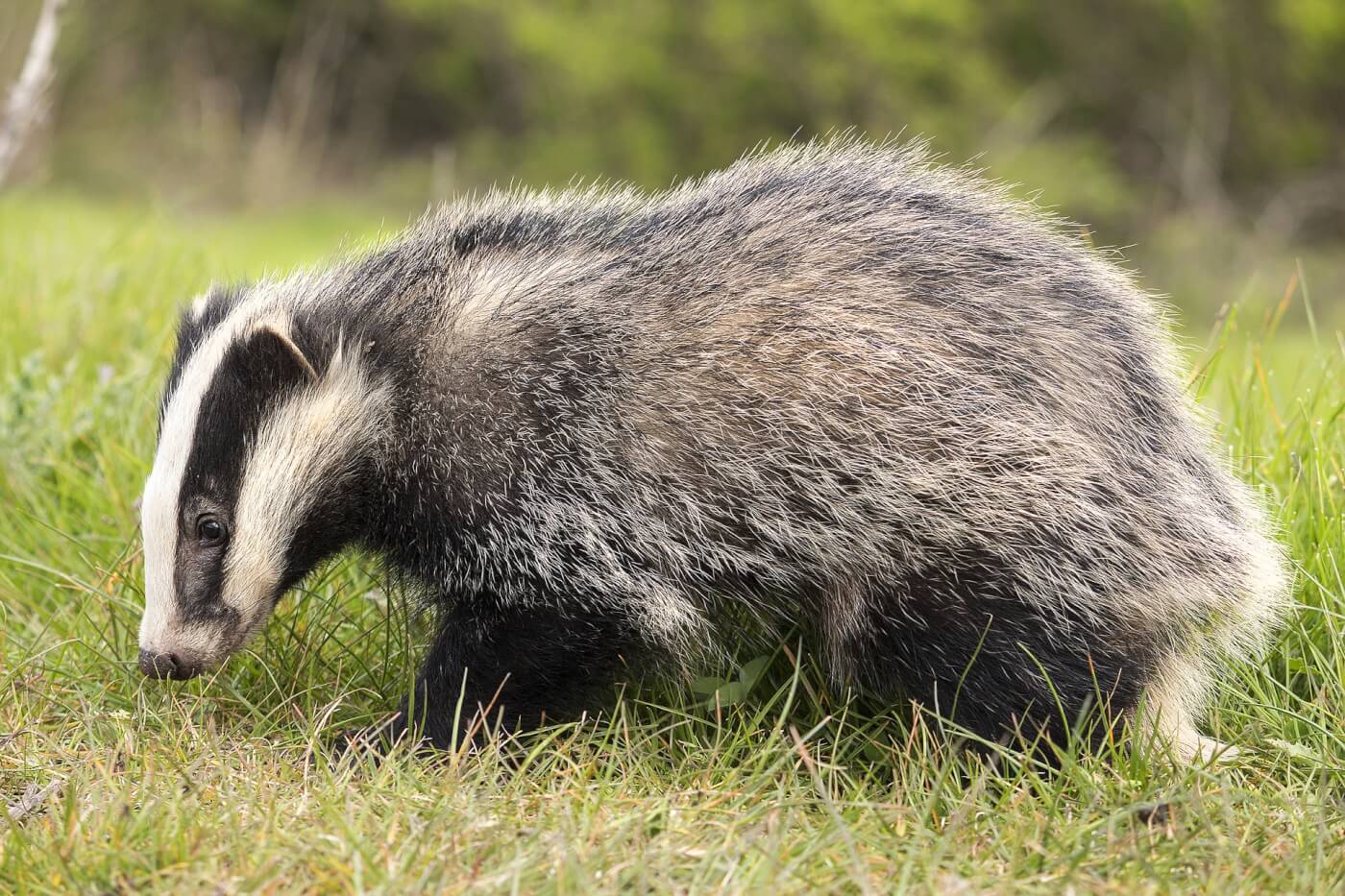 Detail Picture Of A Badger Nomer 9