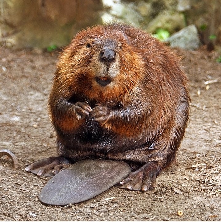 Picture Of A Beaver - KibrisPDR