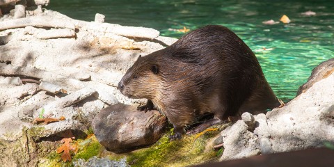 Detail Picture Of A Beaver Nomer 37