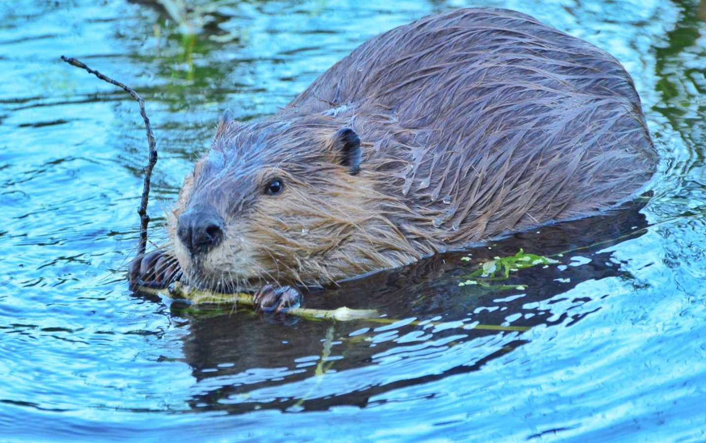 Detail Picture Of A Beaver Nomer 7