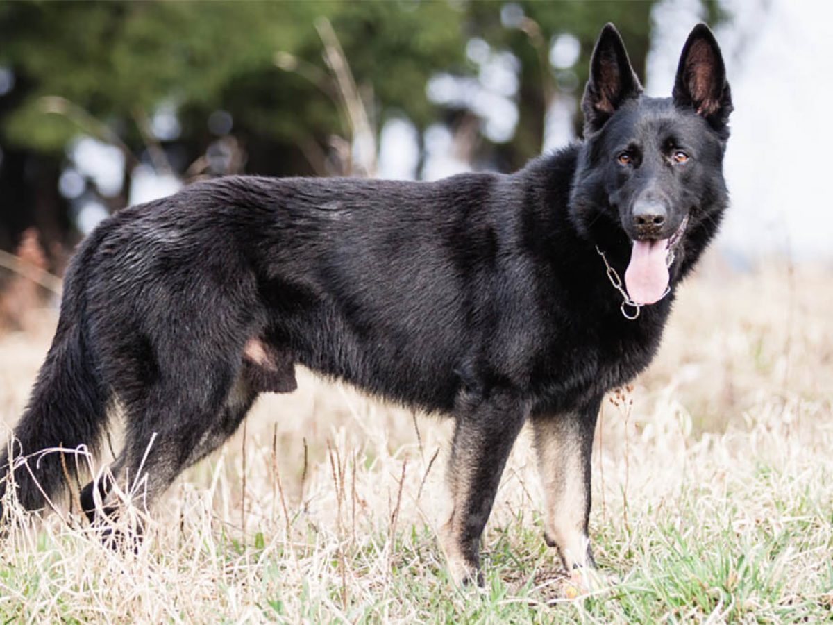 Detail Picture Of A Black German Shepherd Nomer 16