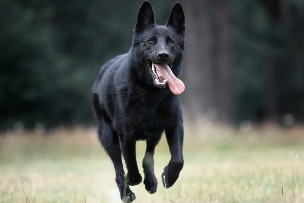 Detail Picture Of A Black German Shepherd Nomer 3