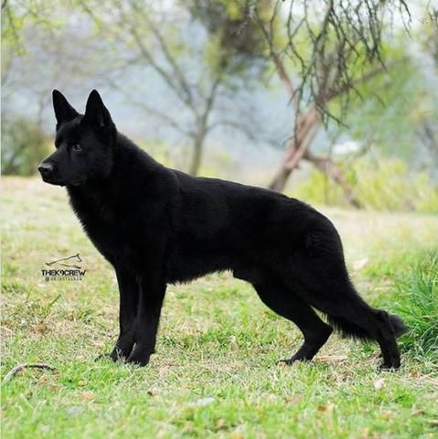 Detail Picture Of A Black German Shepherd Nomer 26