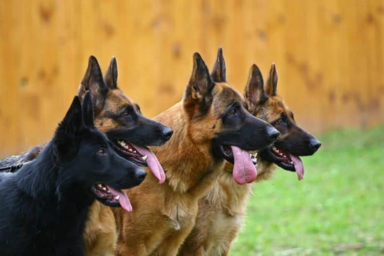 Detail Picture Of A Black German Shepherd Nomer 28