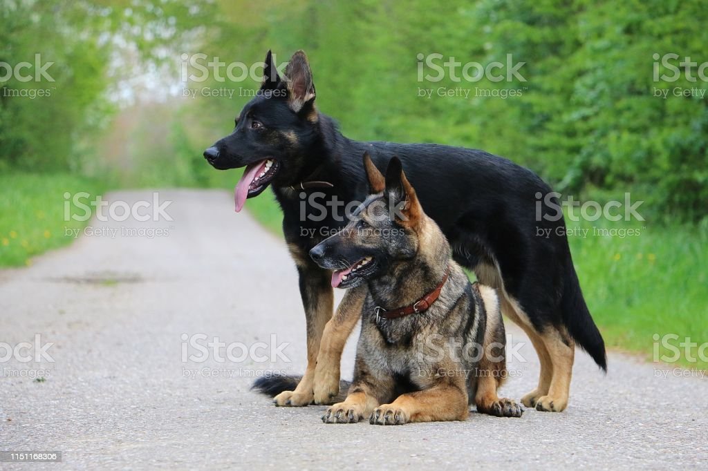 Detail Picture Of A Black German Shepherd Nomer 36