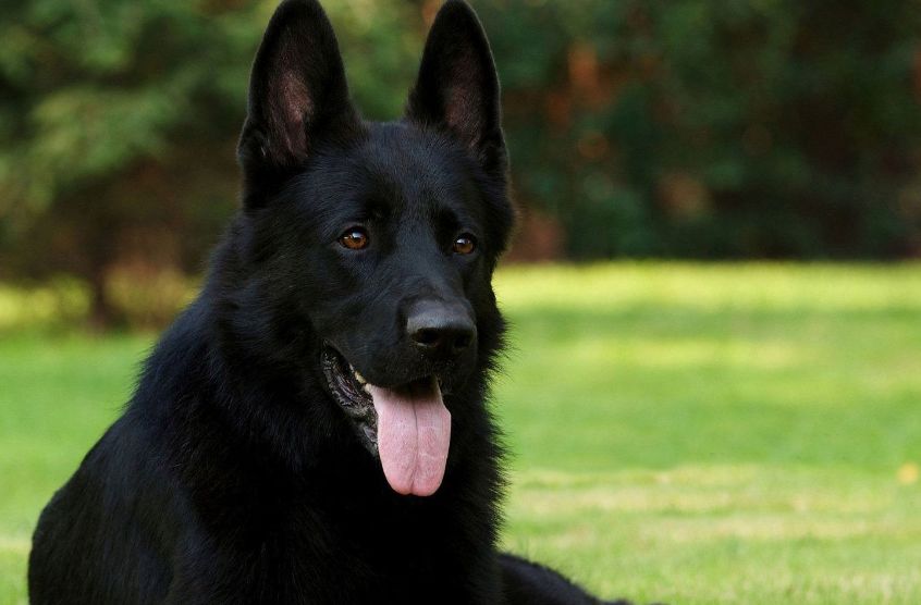 Detail Picture Of A Black German Shepherd Nomer 5