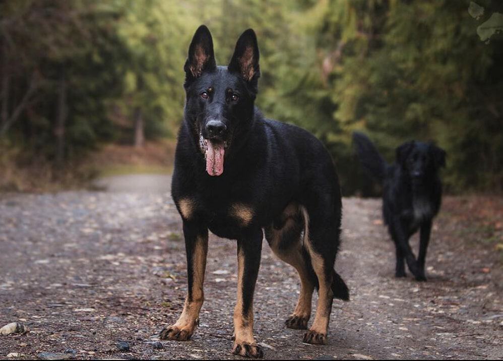 Detail Picture Of A Black German Shepherd Nomer 39