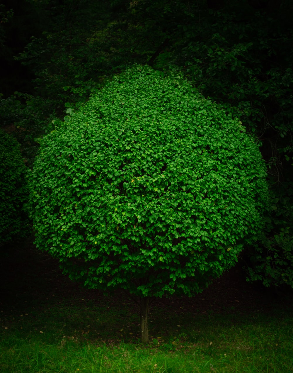 Picture Of A Bush - KibrisPDR