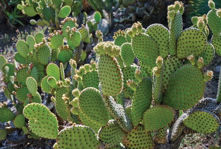 Detail Picture Of A Cactus Nomer 22