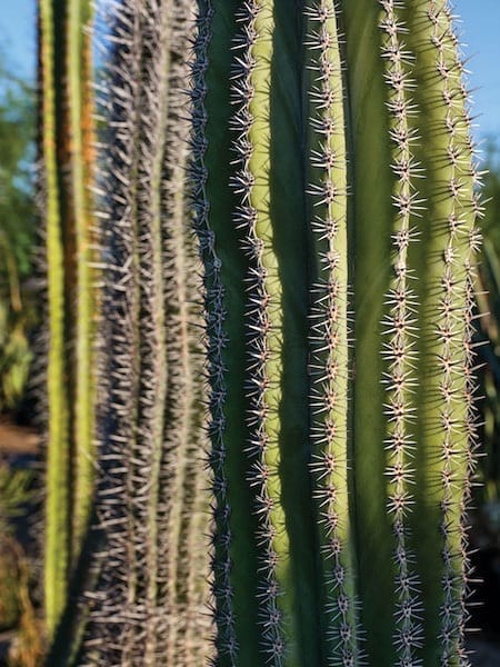 Detail Picture Of A Cactus Nomer 42