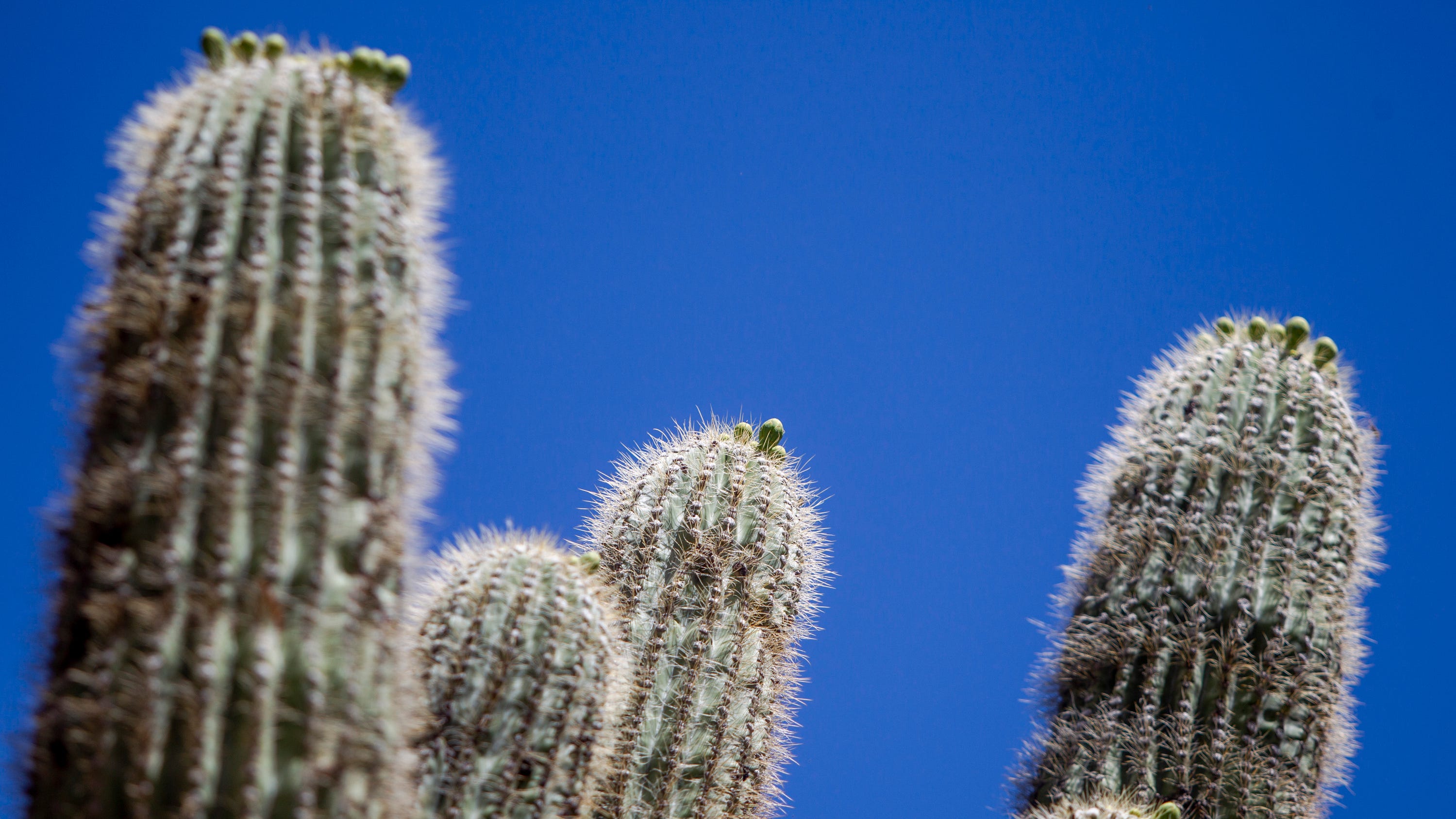 Detail Picture Of A Cactus Nomer 54