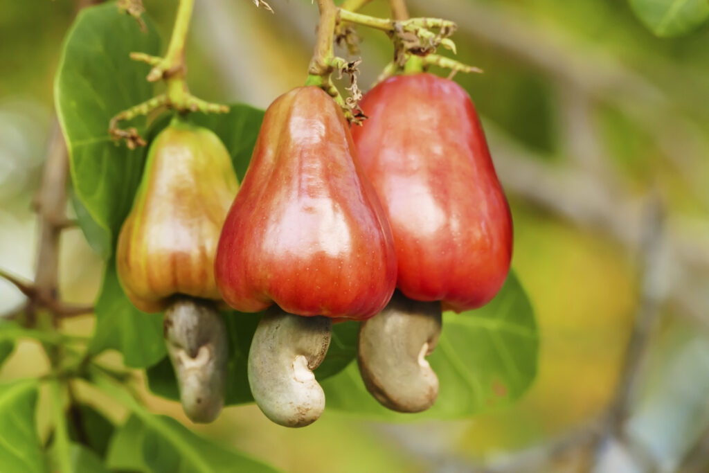 Detail Picture Of A Cashew Nomer 3