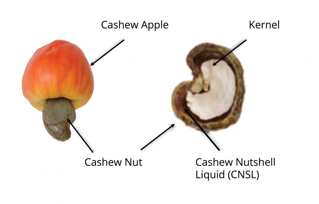 Detail Picture Of A Cashew Nomer 34