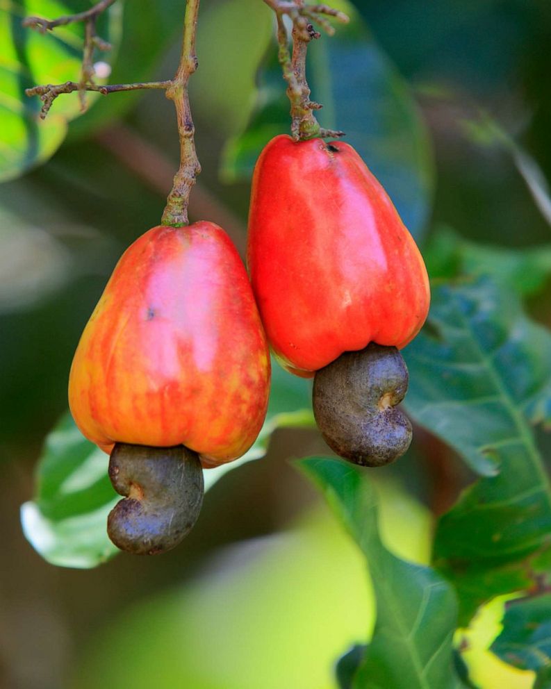 Detail Picture Of A Cashew Nomer 7