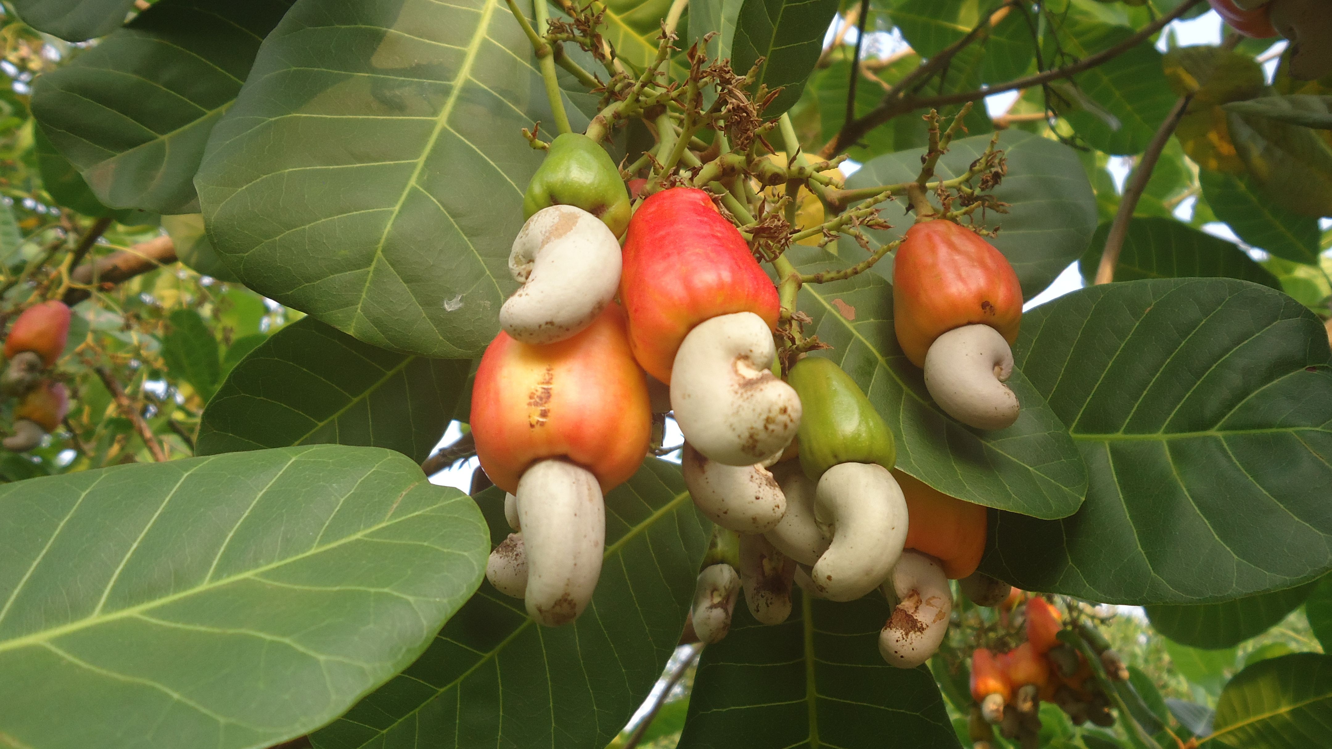 Detail Picture Of A Cashew Tree Nomer 11