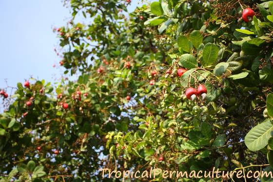 Detail Picture Of A Cashew Tree Nomer 16