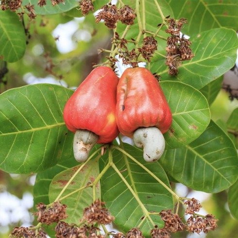 Detail Picture Of A Cashew Tree Nomer 18