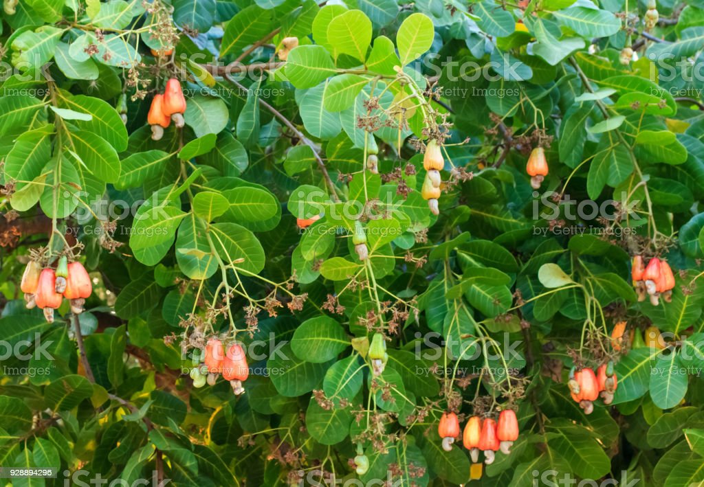 Detail Picture Of A Cashew Tree Nomer 27