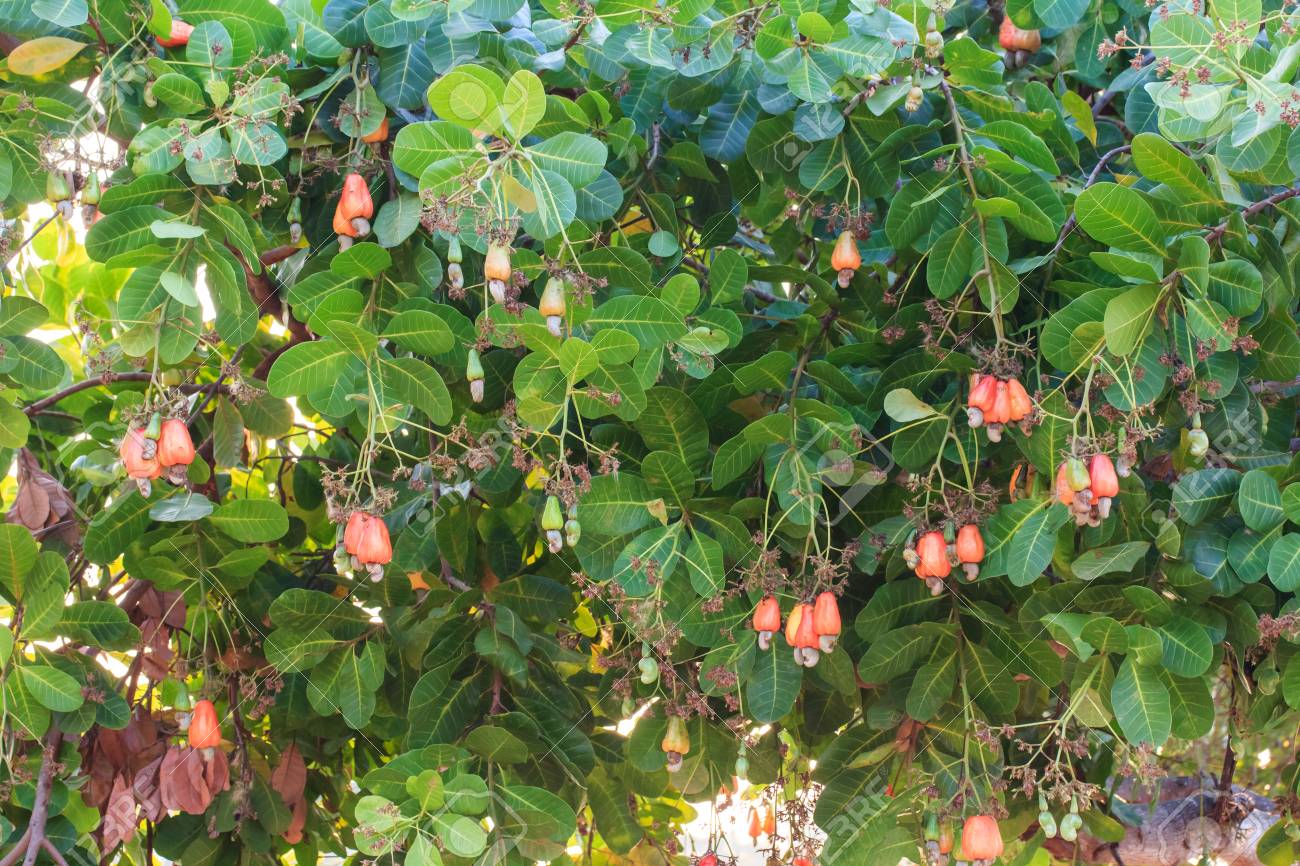 Detail Picture Of A Cashew Tree Nomer 29