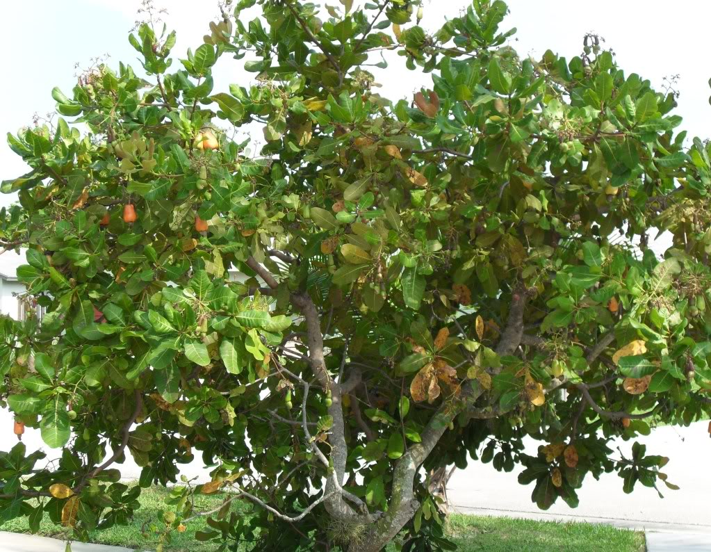 Detail Picture Of A Cashew Tree Nomer 30