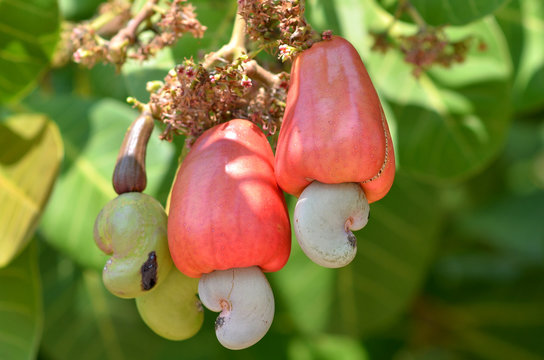 Detail Picture Of A Cashew Tree Nomer 51