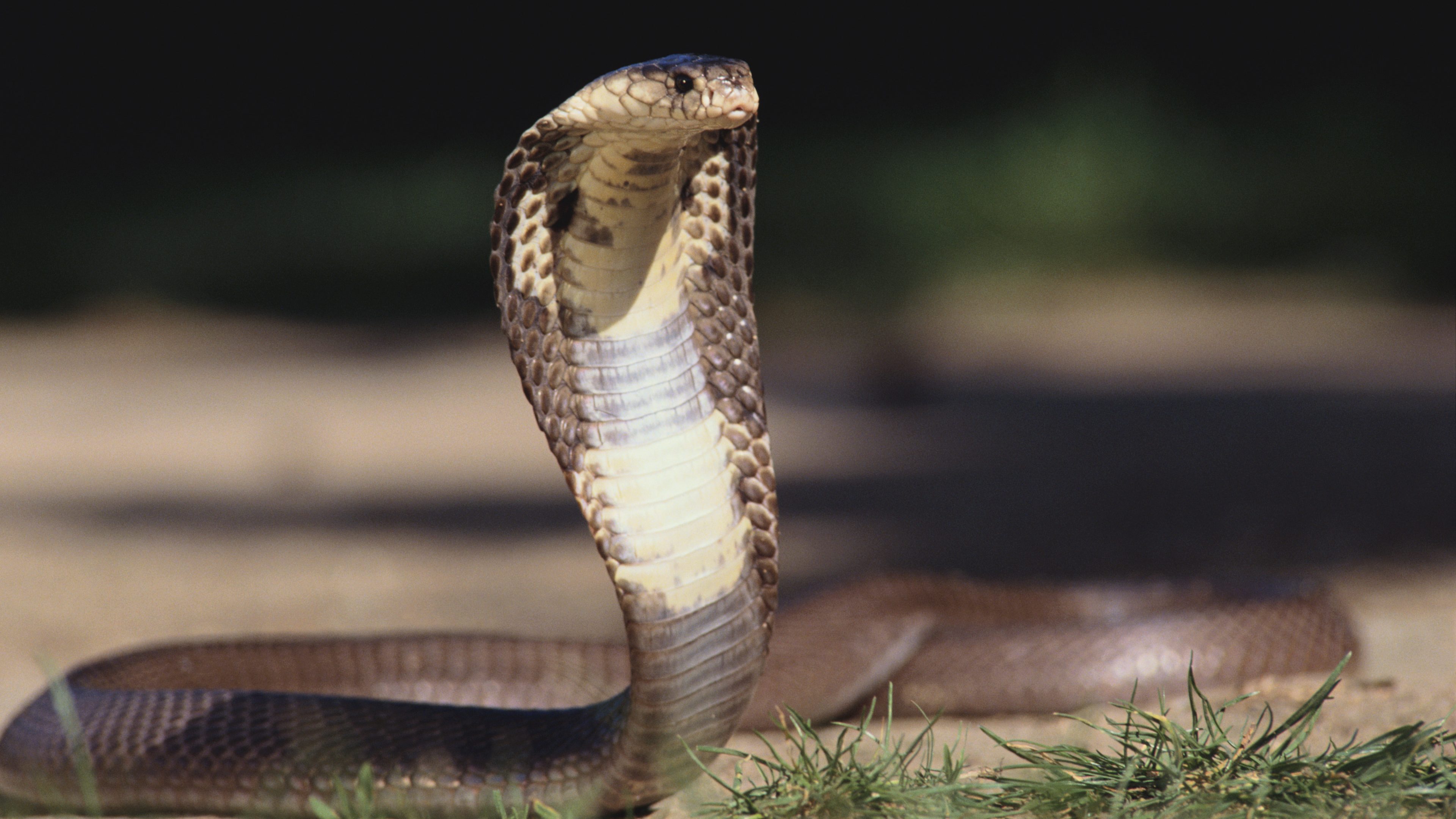 Download Picture Of A Cobra Snake Nomer 13