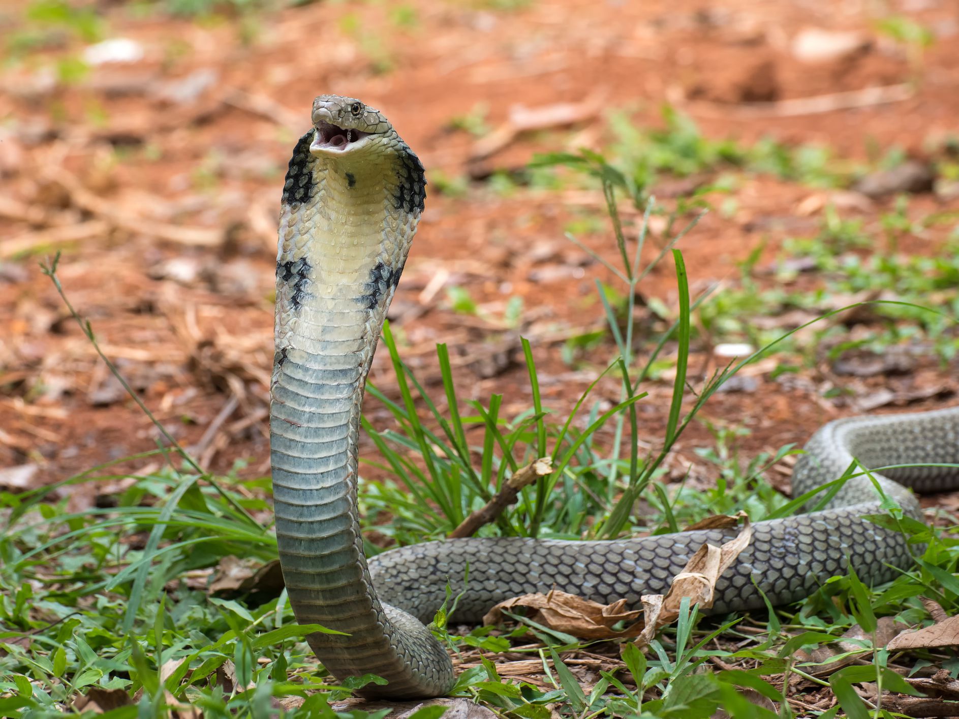 Detail Picture Of A Cobra Snake Nomer 18