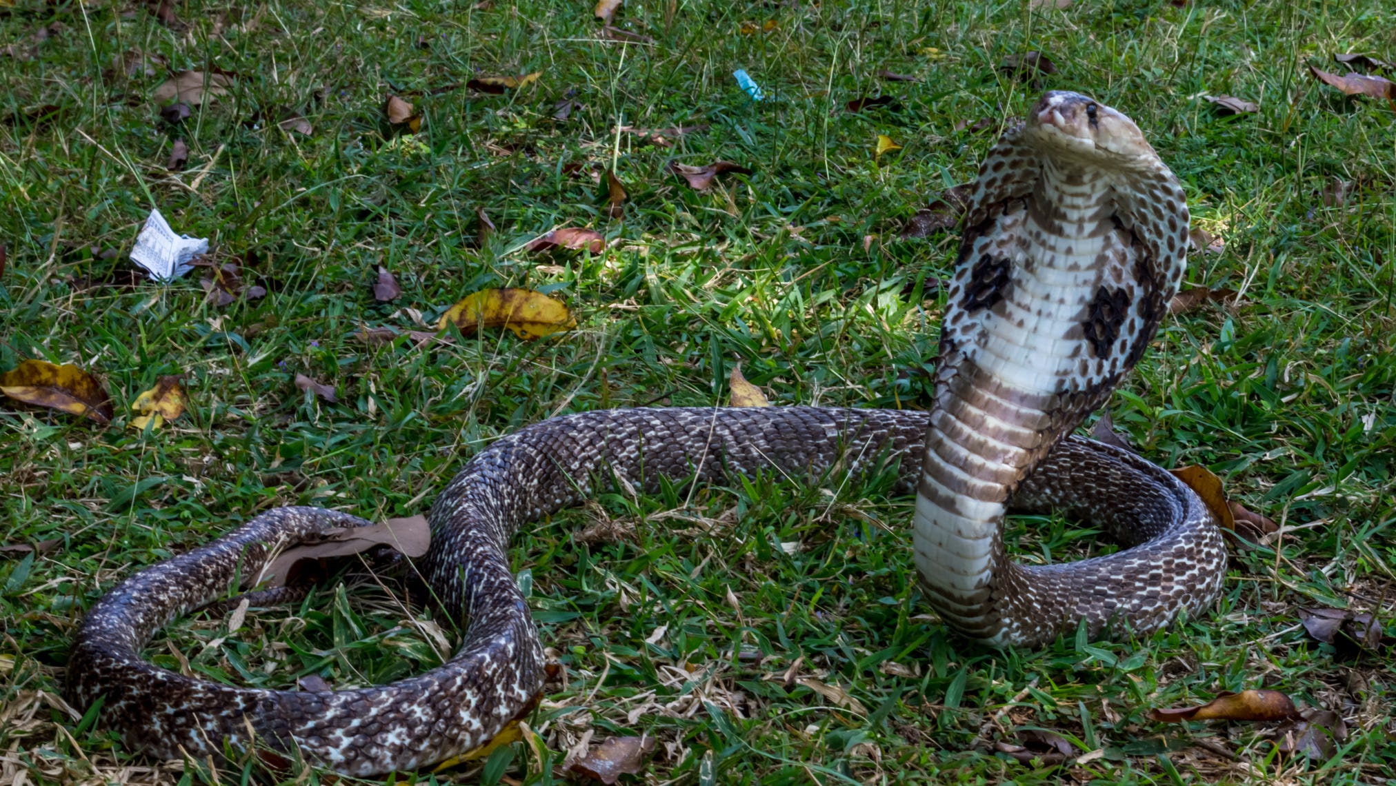 Detail Picture Of A Cobra Snake Nomer 31