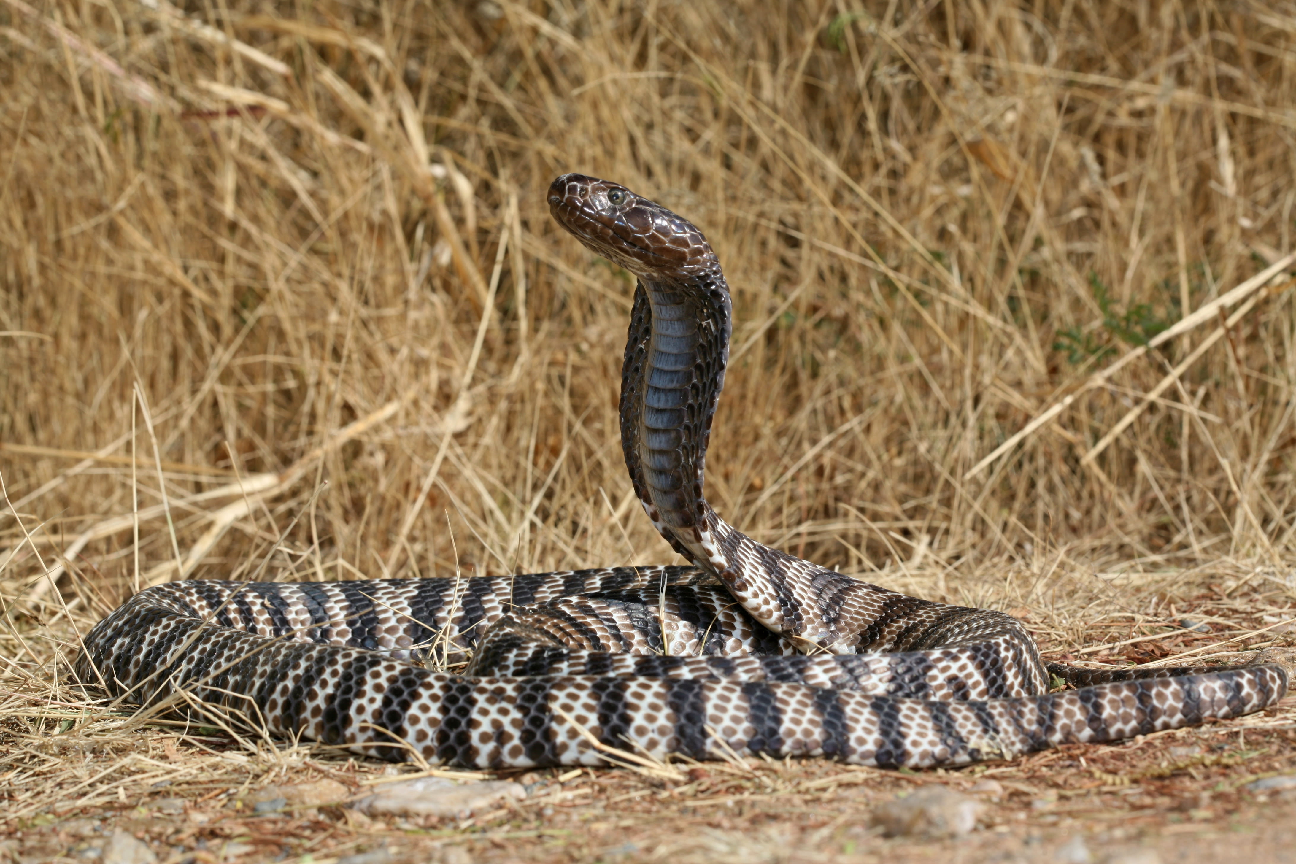 Detail Picture Of A Cobra Snake Nomer 36