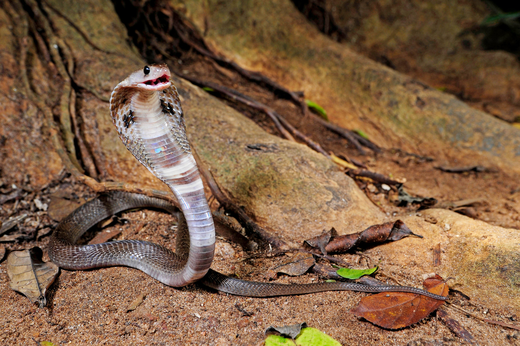 Detail Picture Of A Cobra Snake Nomer 38