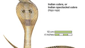 Detail Picture Of A Cobra Snake Nomer 9