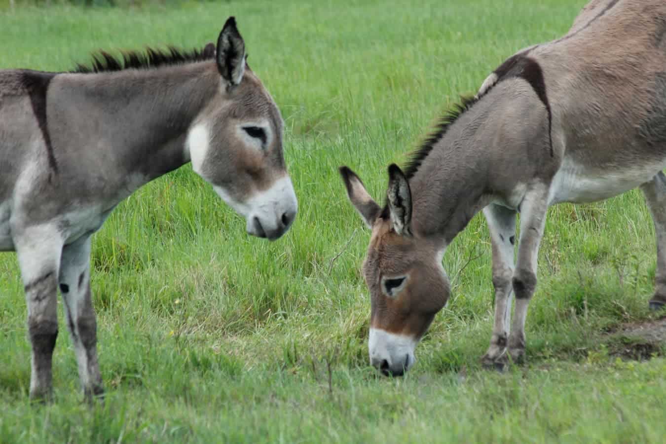 Detail Picture Of A Donkey Nomer 49