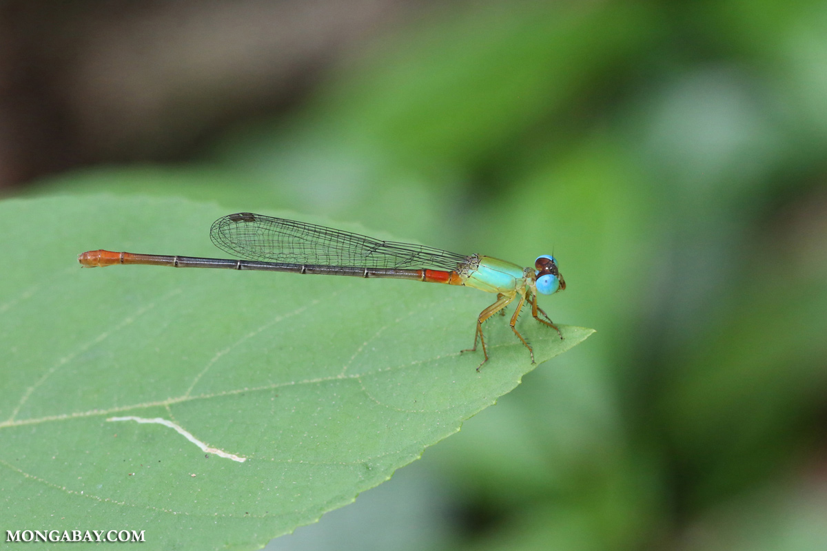 Detail Picture Of A Dragonfly Nomer 14