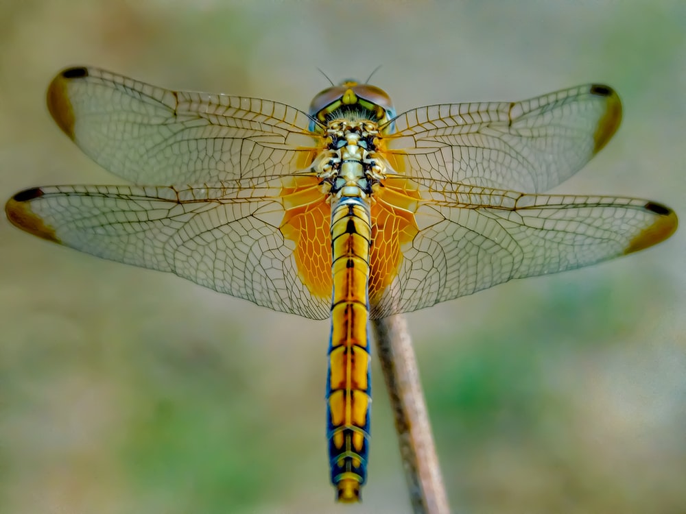 Detail Picture Of A Dragonfly Nomer 3