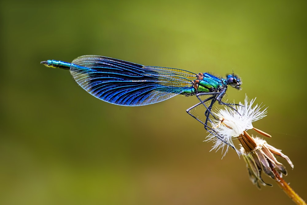 Detail Picture Of A Dragonfly Nomer 19