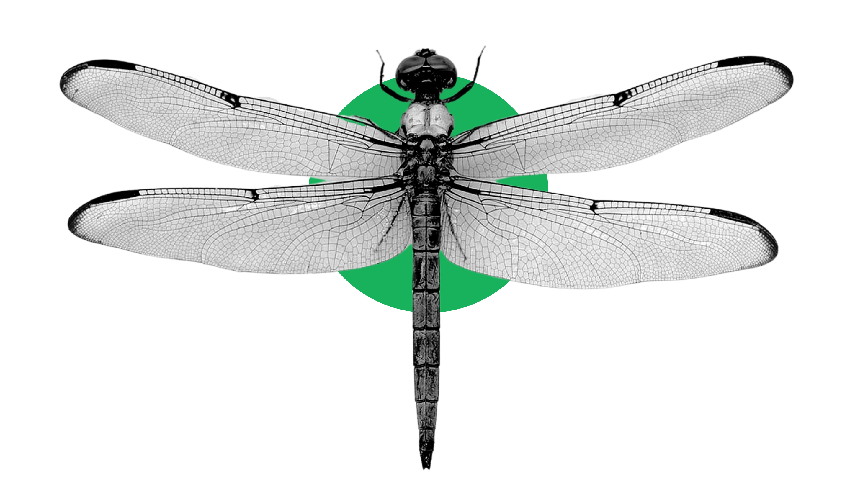 Detail Picture Of A Dragonfly Nomer 29